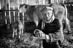 Georges, éleveur de veaux sous la mère © Marie Afdjene