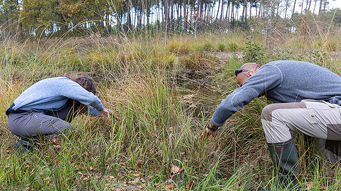 &Agrave; la recherche du campagnol amphibie