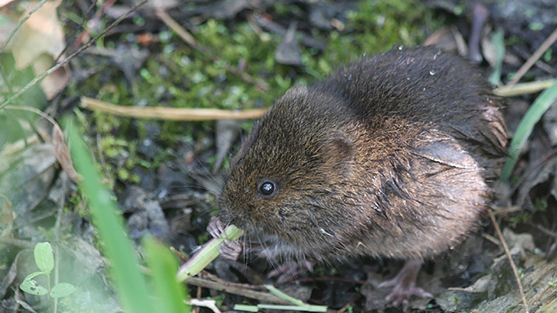 Sur le vif : le Campagnol amphibie