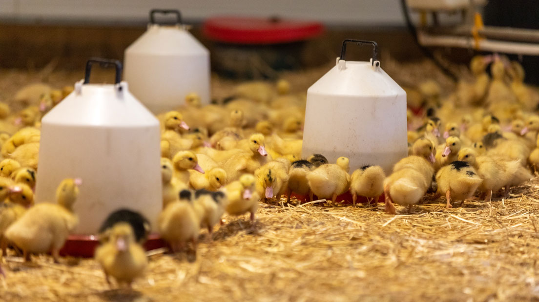 Les canards et les poulets landais repeuplent les fermes