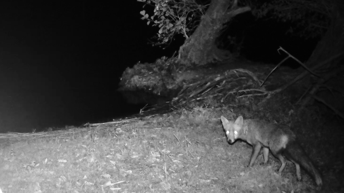 Sur le vif : au Courant de Sainte-Eulalie-en-Born