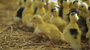 Agriculture | Crise aviaire 