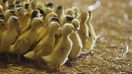 Agriculture | Crise aviaire 
