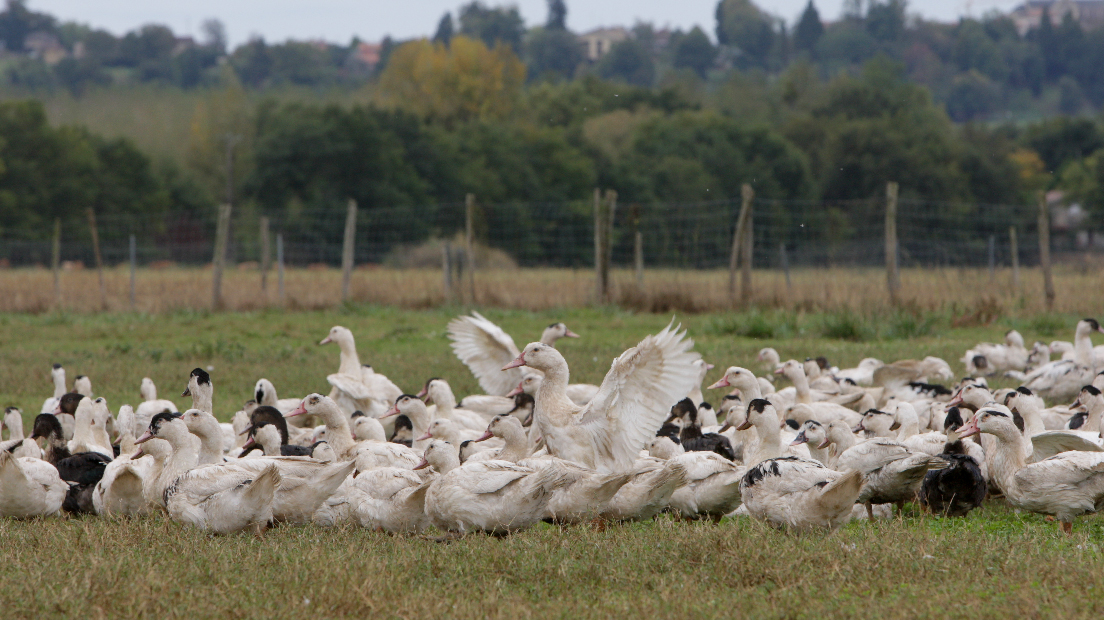 Rassemblement de soutien à la filière avicole samedi à Castelnau-Chalosse