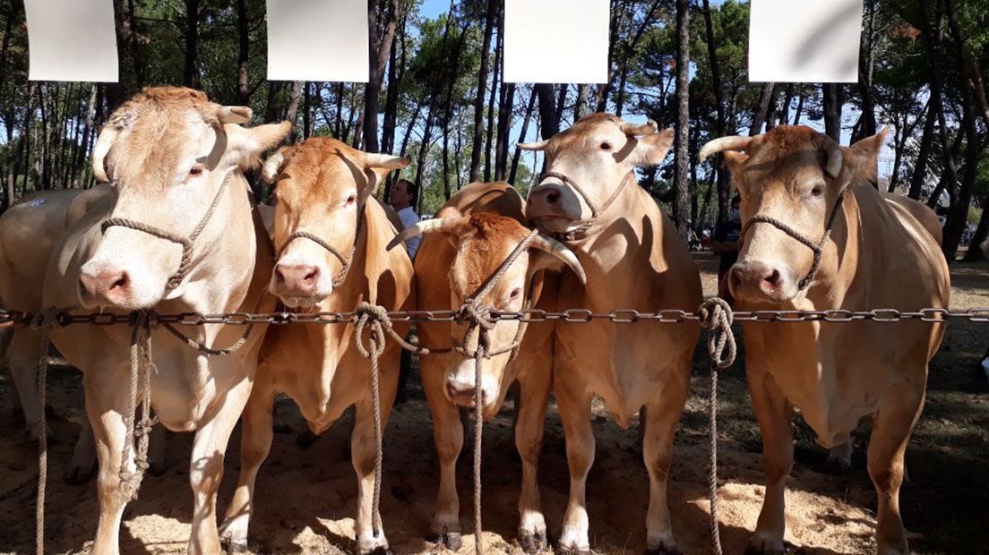 Honneur aux éleveurs landais à Vieux-Boucau