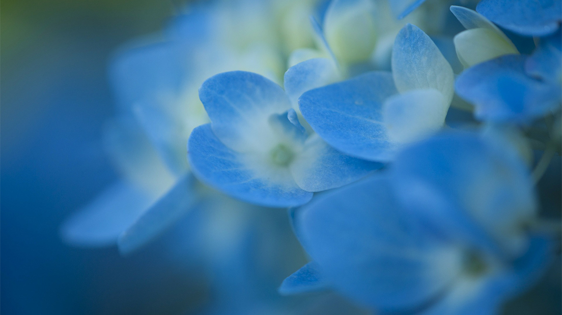 A la d&eacute;couverte des Hortensias aux Jardins de Non&egrave;res