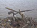 Webcam Marais d&aposOrx, nid de balbuzards
