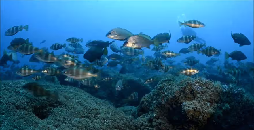 Atlantique Landes Récifs, une chance pour la faune et la flore marines